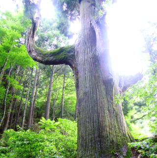 天狗の腰掛け杉